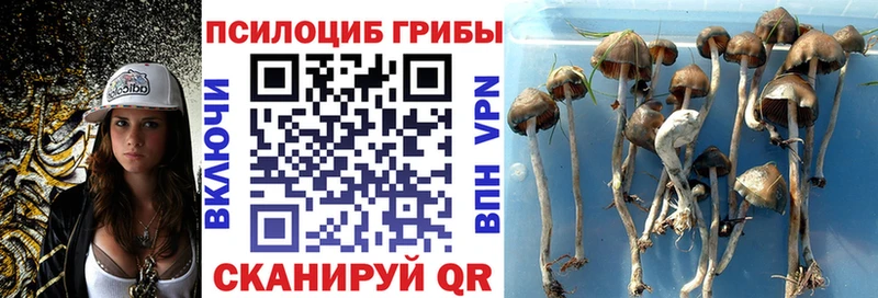 hydra вход  цена наркотик  даркнет официальный сайт  Галлюциногенные грибы Psilocybine cubensis  Волоколамск 